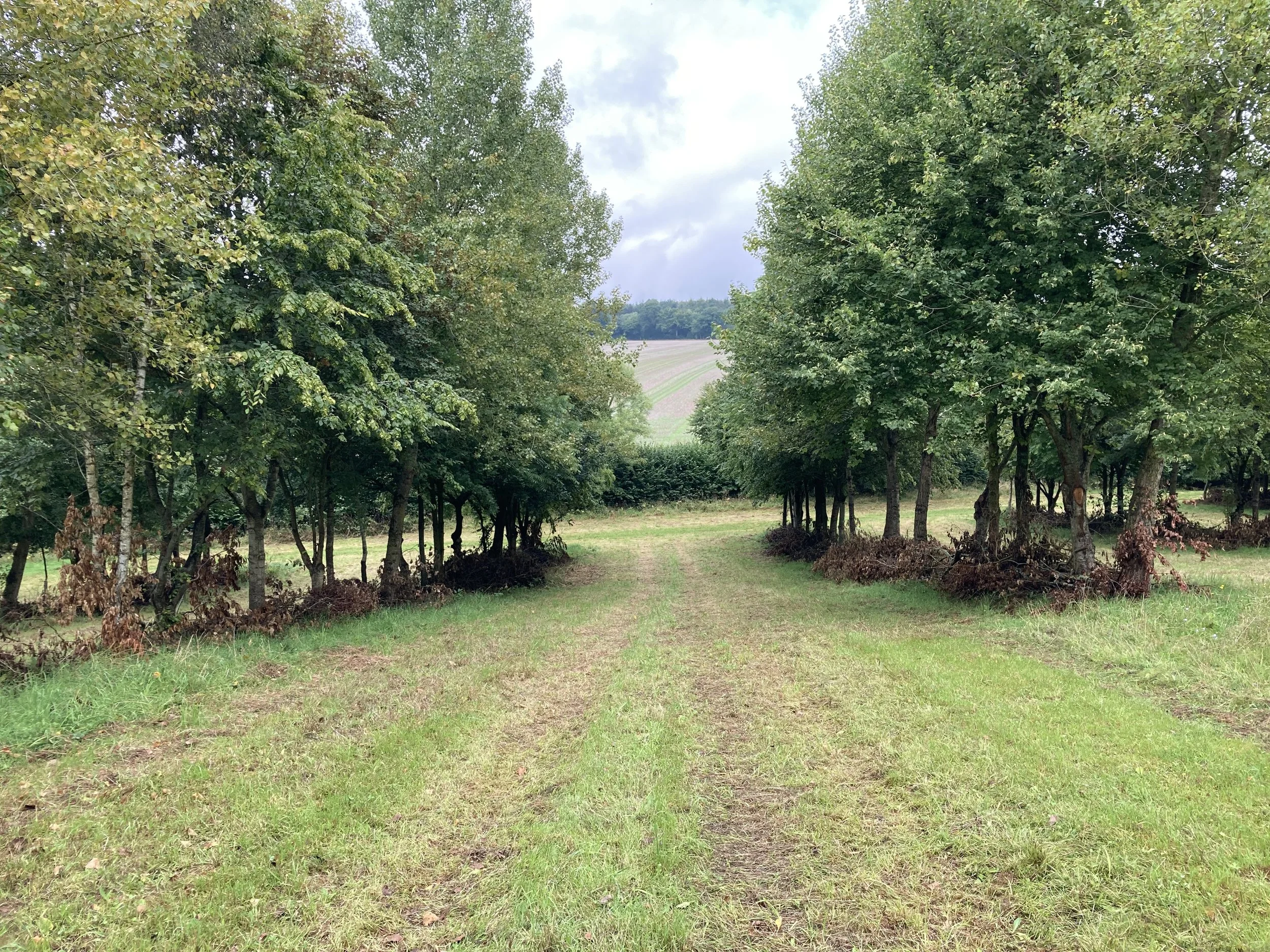 Integrating-trees-into-a-silvopastoral-landscape-in-West-Berkshire-2