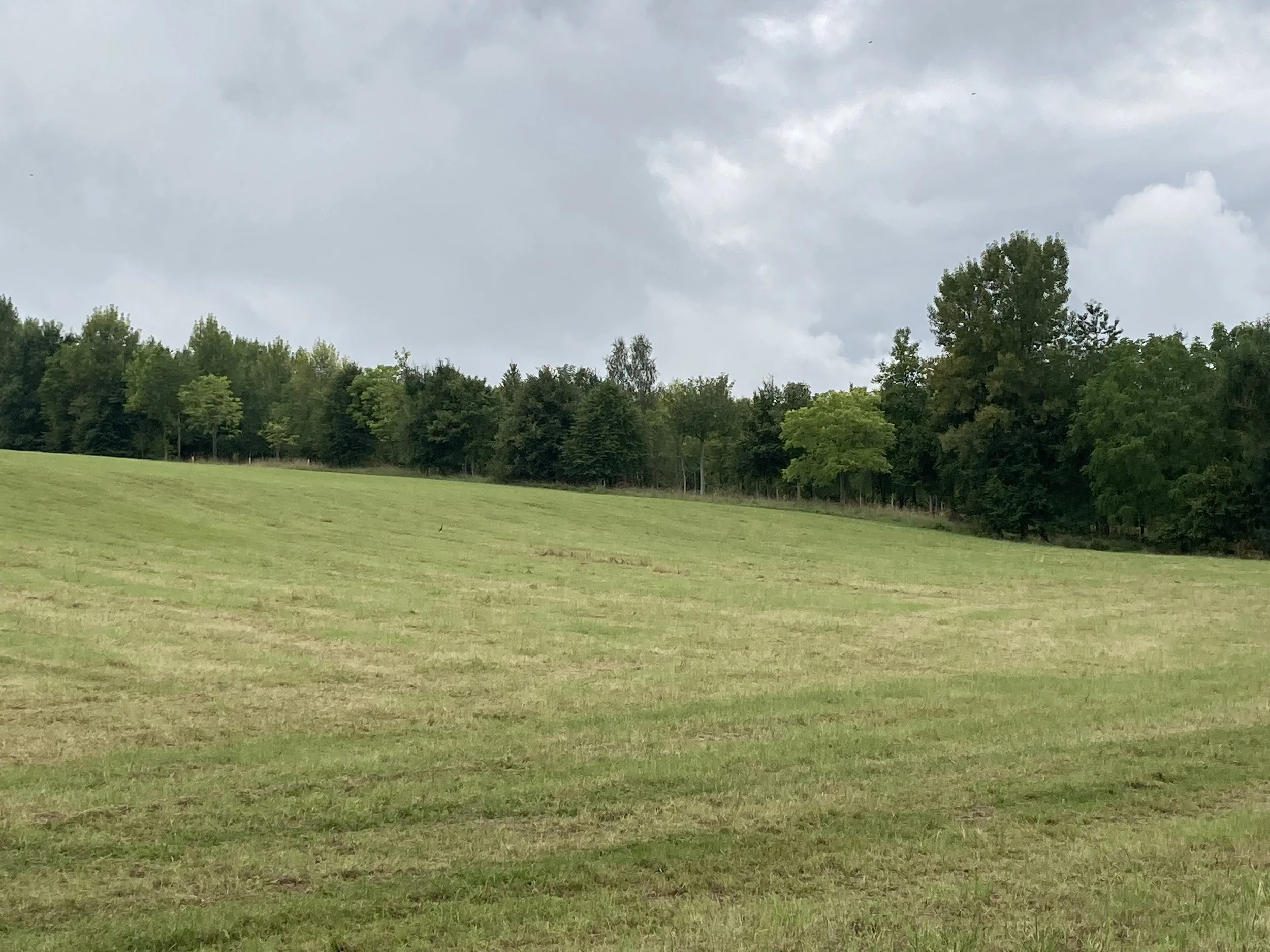 Integrating-trees-into-a-silvopastoral-landscape-in-West-Berkshire-3