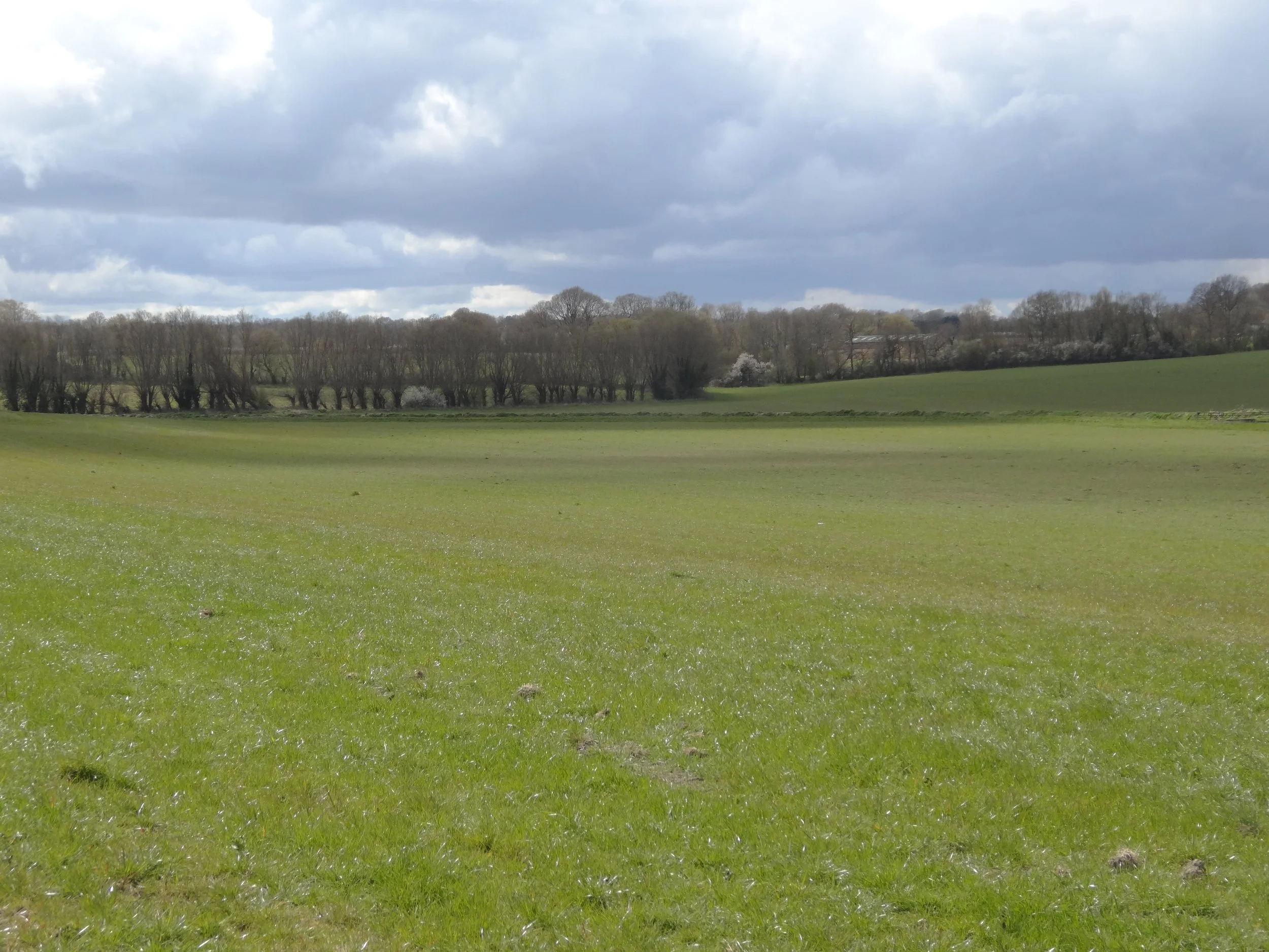 Integrating-trees-into-a-silvopastoral-landscape-in-West-Berkshire-4