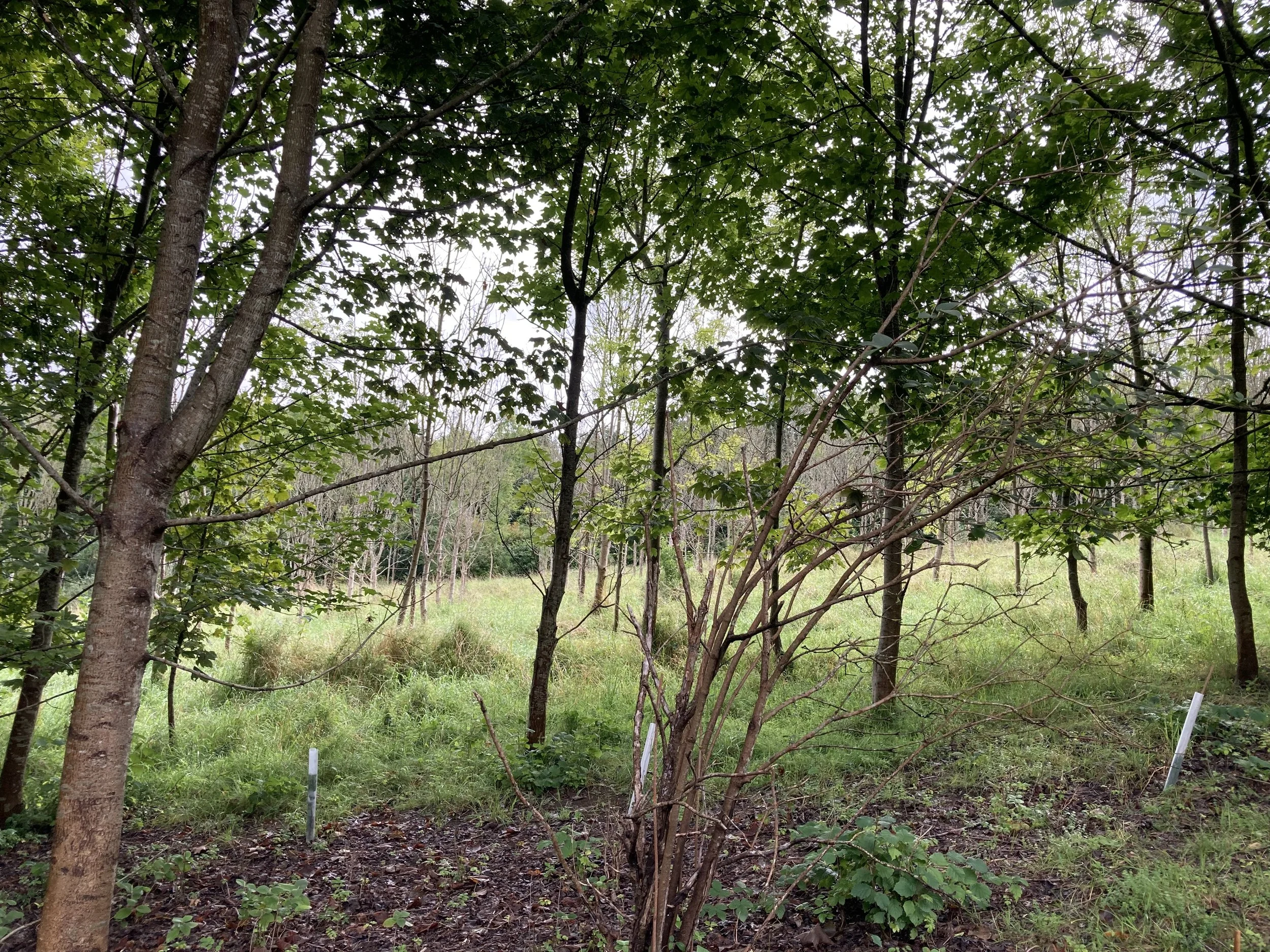 Integrating-trees-into-a-silvopastoral-landscape-in-West-Berkshire-5