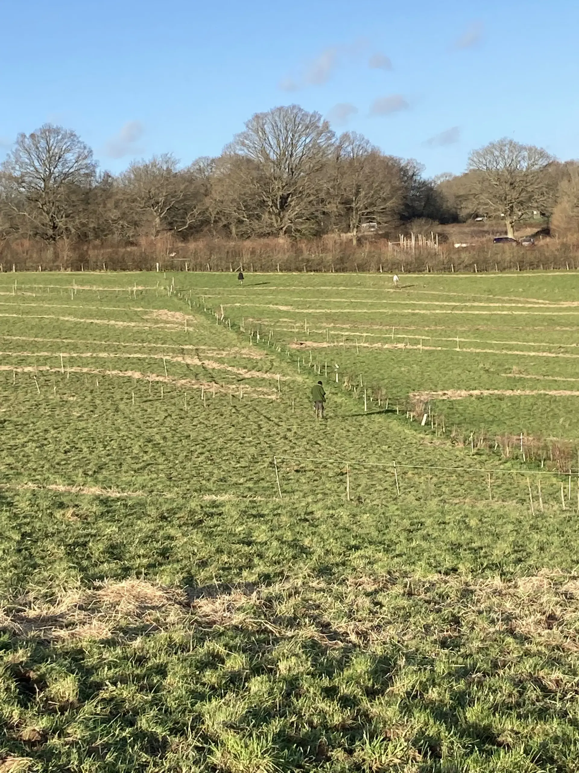 agroforestry-planting-on-a-mob-grazed-field-in-east-sussex-10