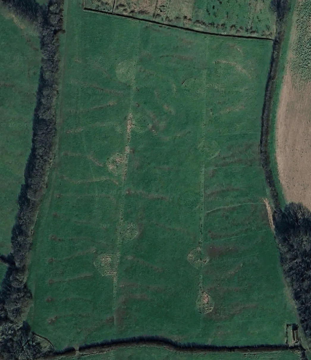 agroforestry-planting-on-a-mob-grazed-field-in-east-sussex-11