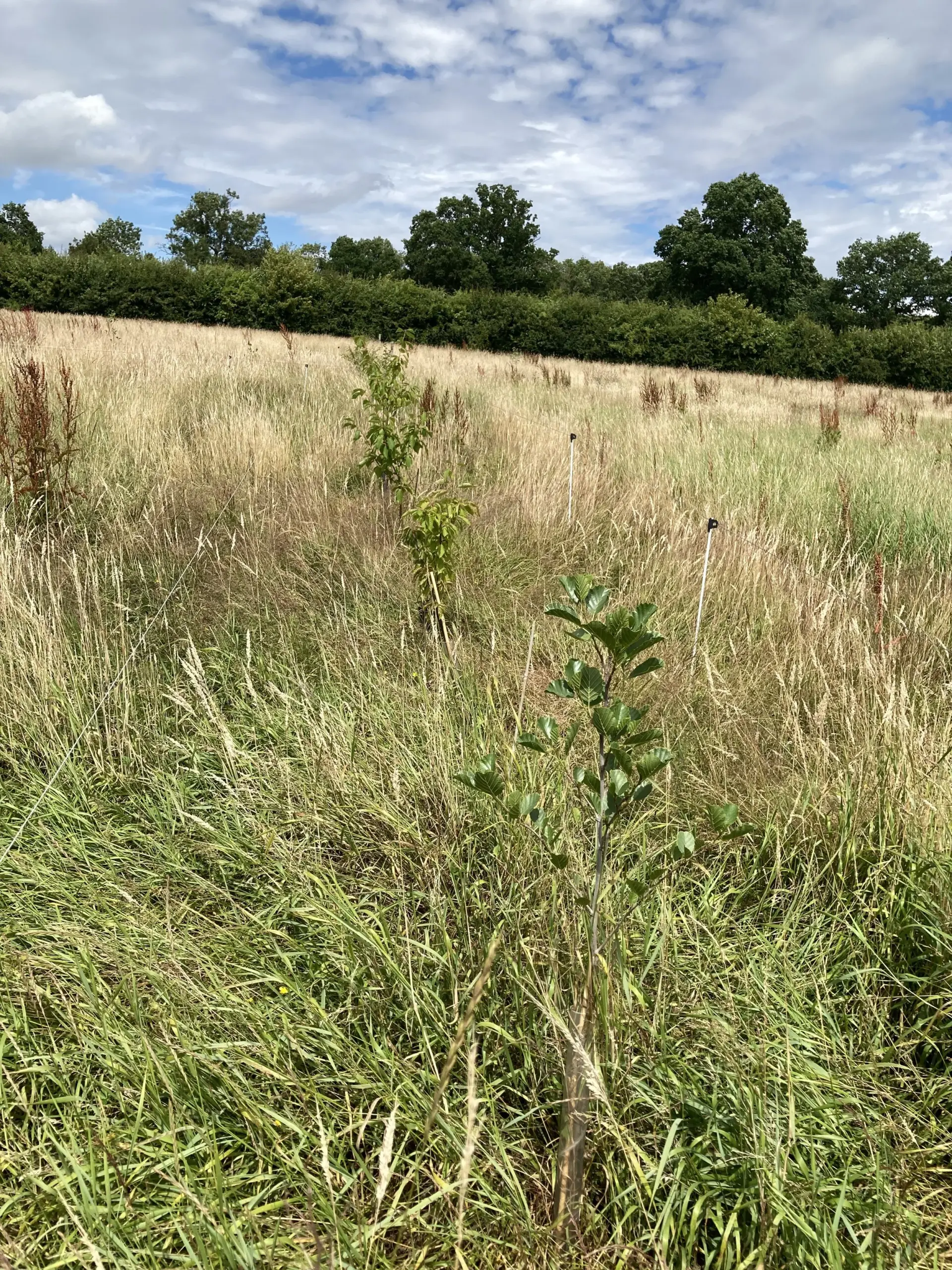 agroforestry-planting-on-a-mob-grazed-field-in-east-sussex-12