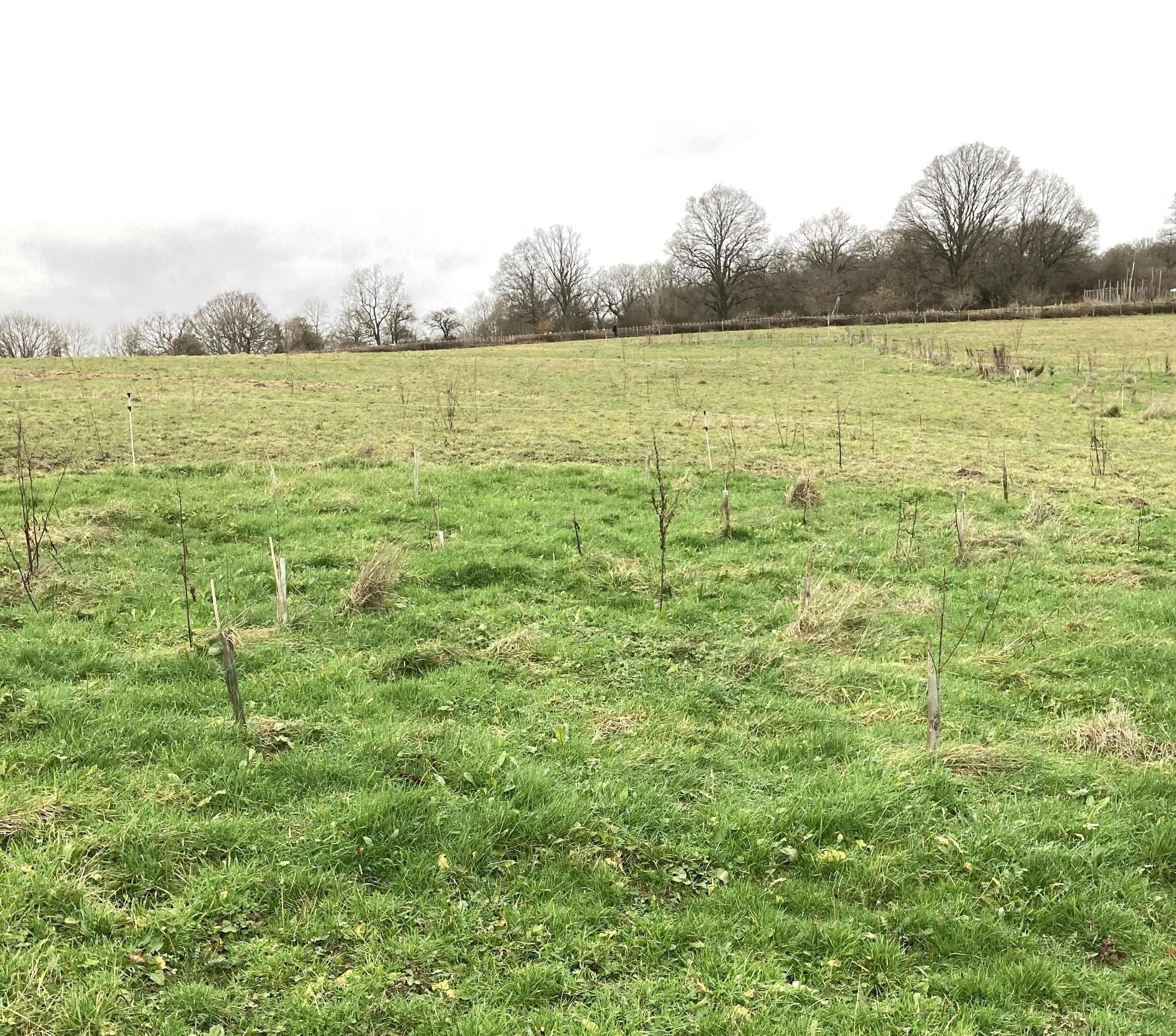 agroforestry-planting-on-a-mob-grazed-field-in-east-sussex-13