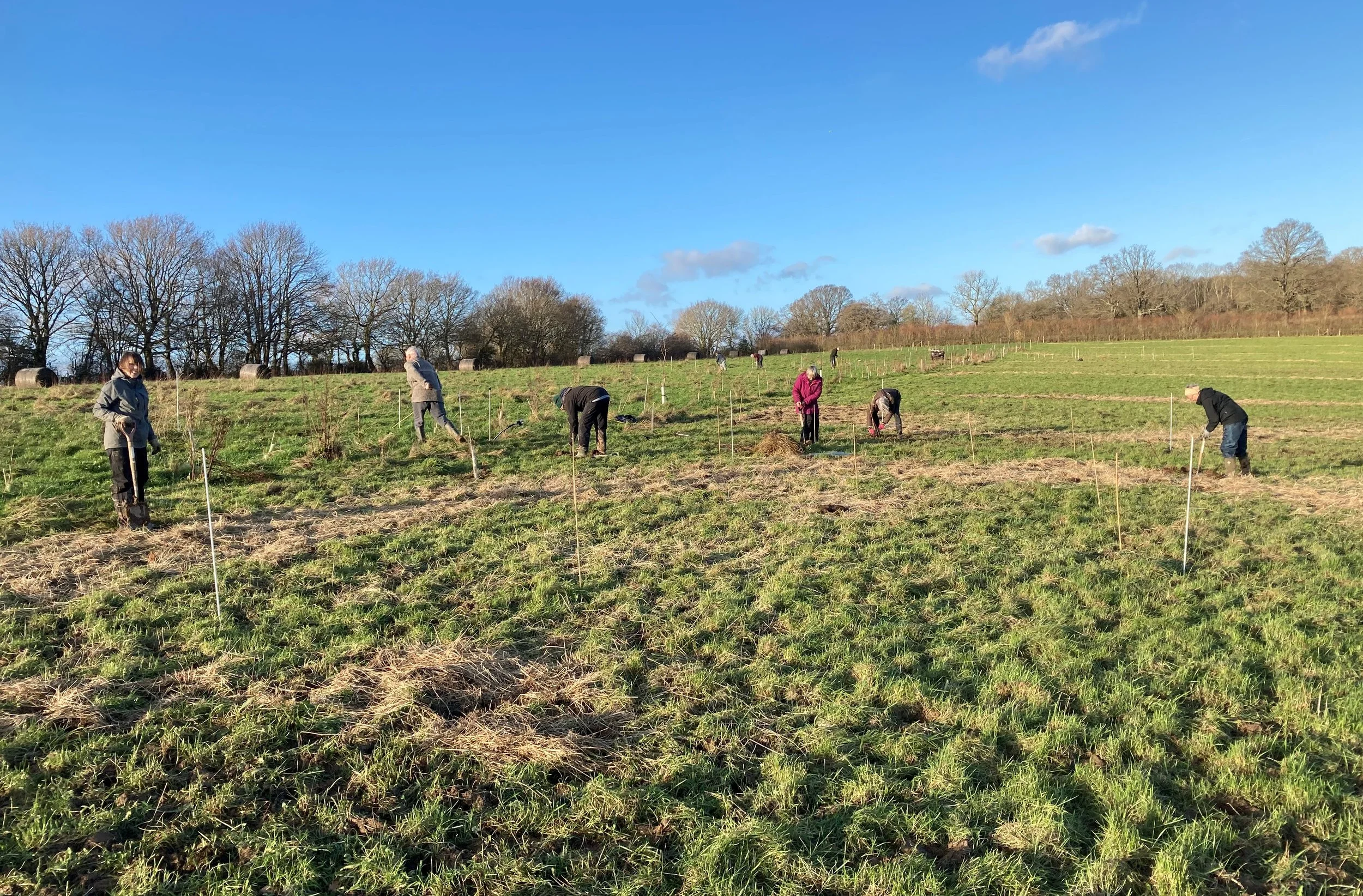 agroforestry-planting-on-a-mob-grazed-field-in-east-sussex-2
