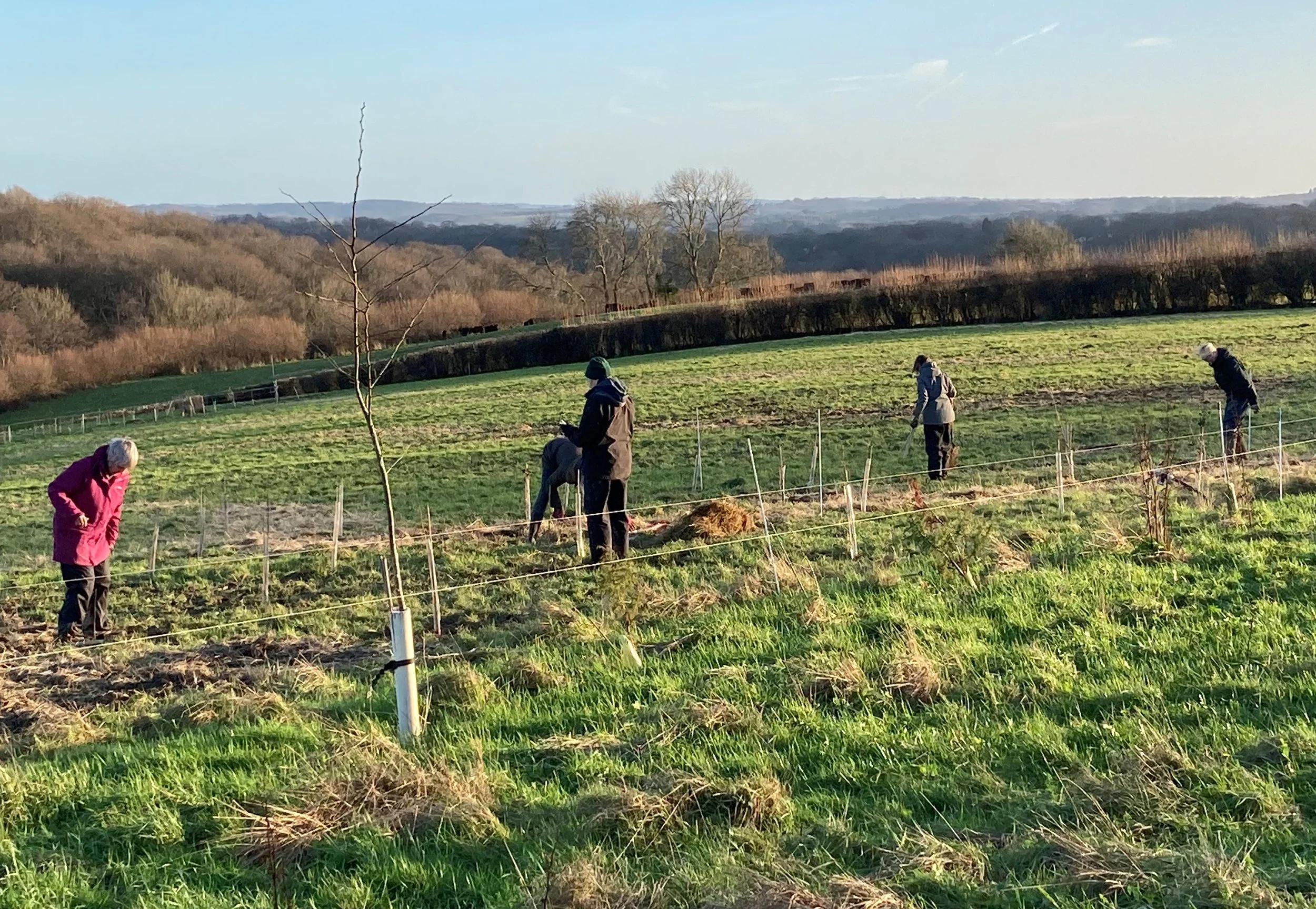 agroforestry-planting-on-a-mob-grazed-field-in-east-sussex-3