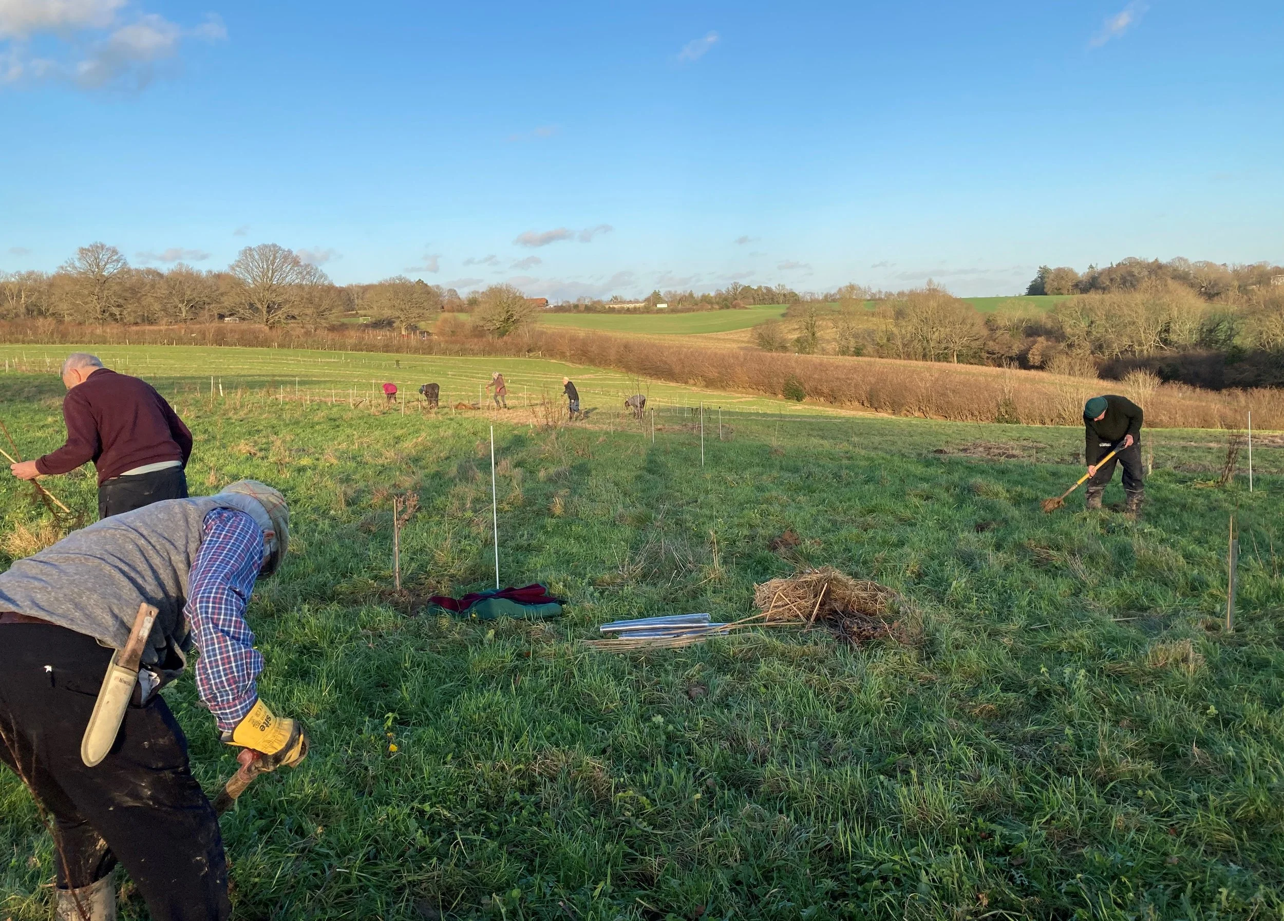 agroforestry-planting-on-a-mob-grazed-field-in-east-sussex-4