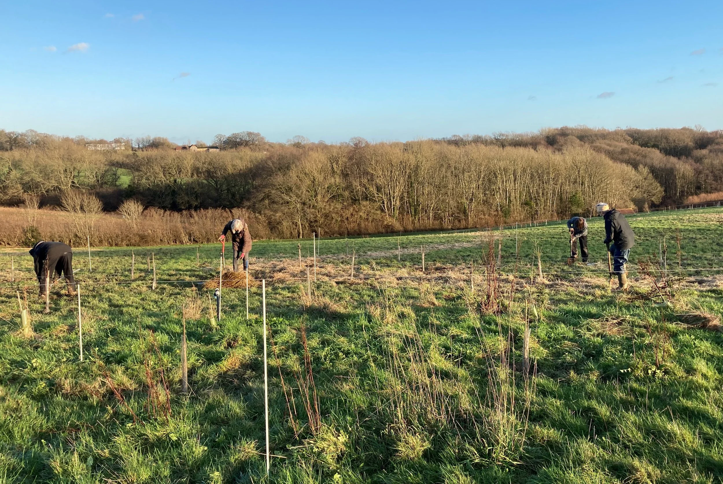 agroforestry-planting-on-a-mob-grazed-field-in-east-sussex-5