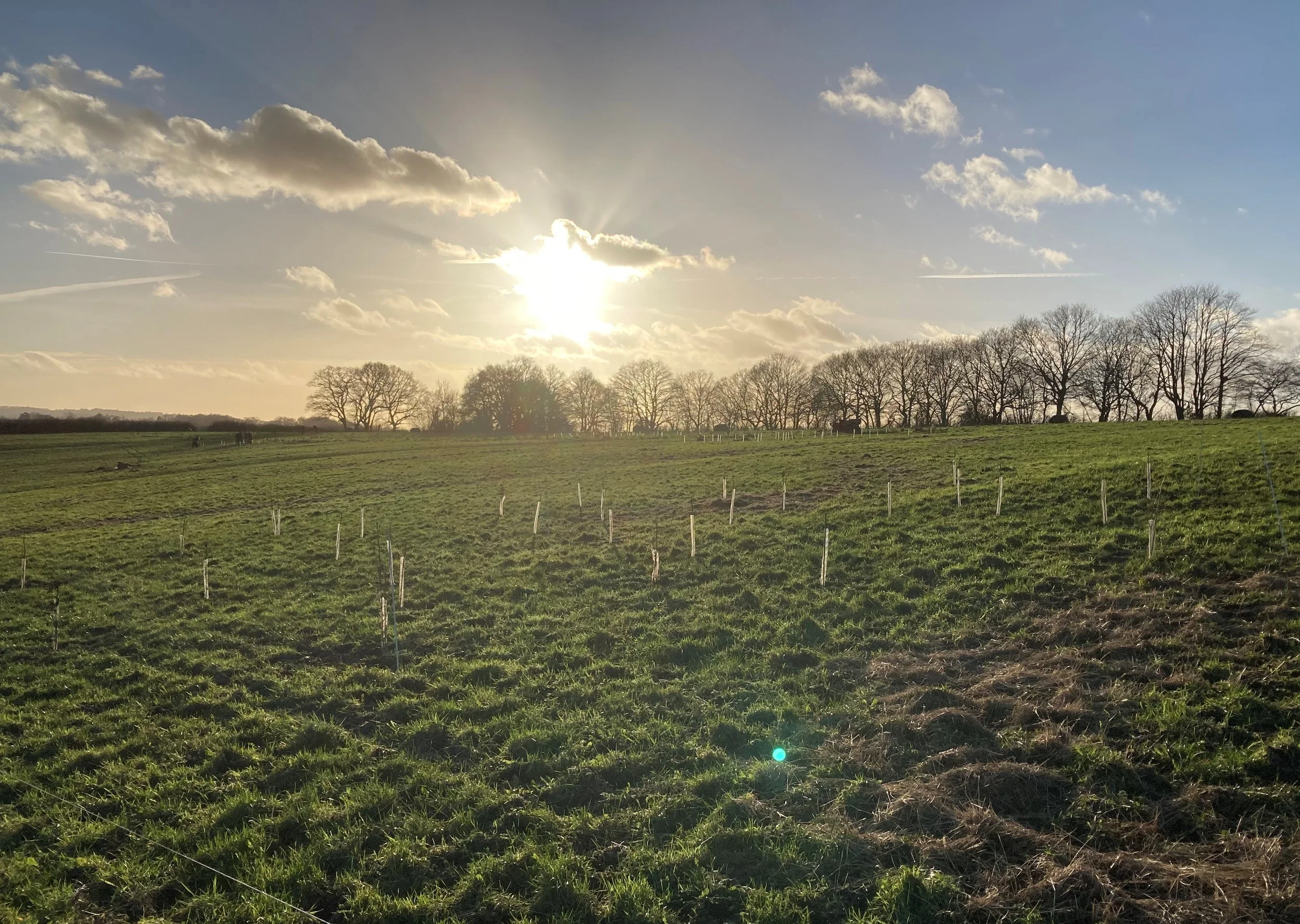 agroforestry-planting-on-a-mob-grazed-field-in-east-sussex-6