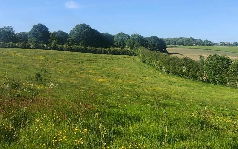 agroforestry-planting-on-a-mob-grazed-field-in-east-sussex-7