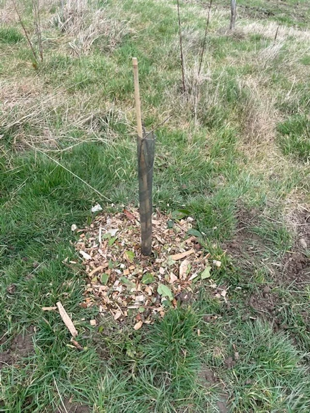 agroforestry-planting-on-a-mob-grazed-field-in-east-sussex-9
