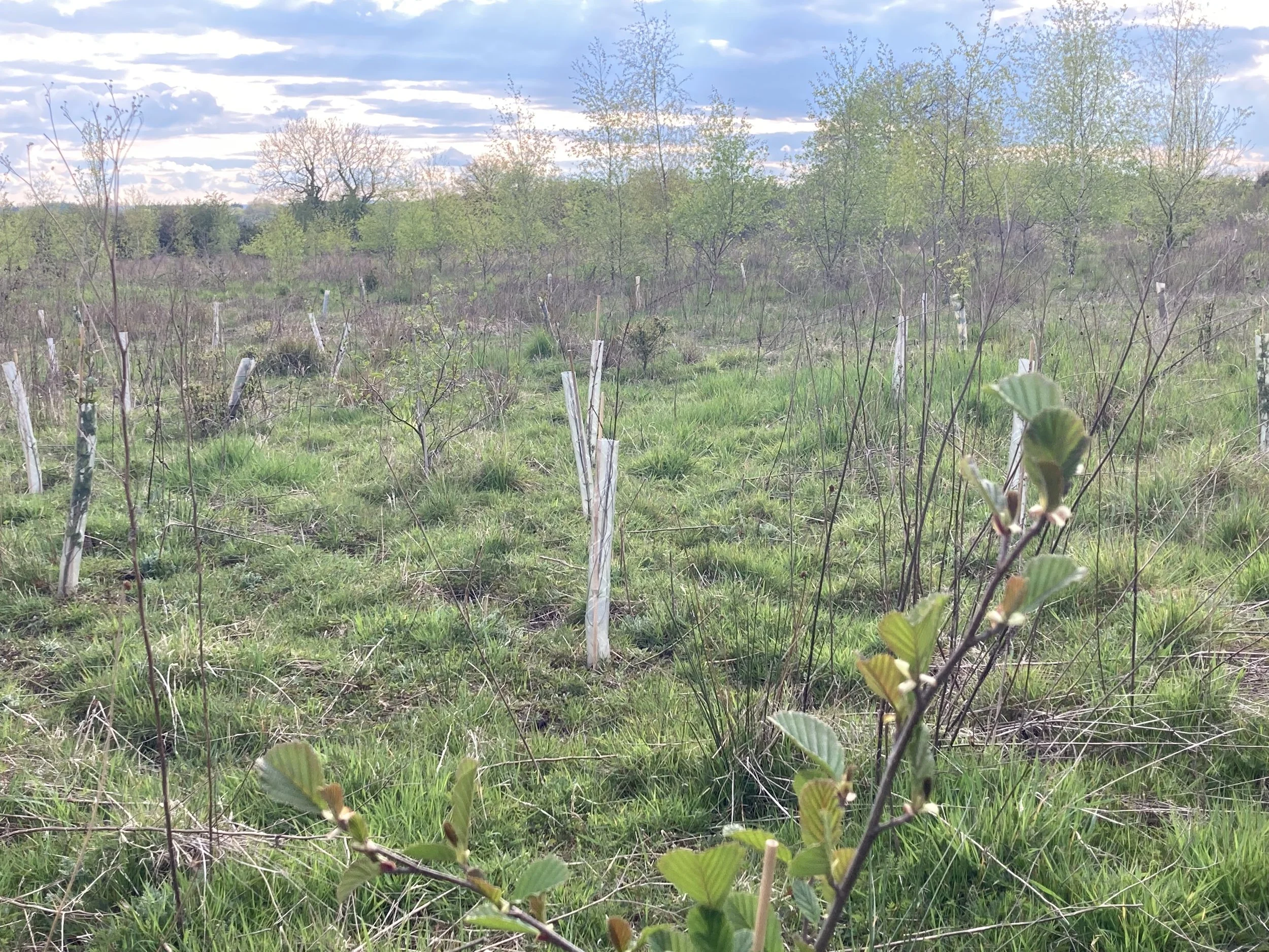 woodland-creation-and-mature-woodland-management-in-oxfordshire-10