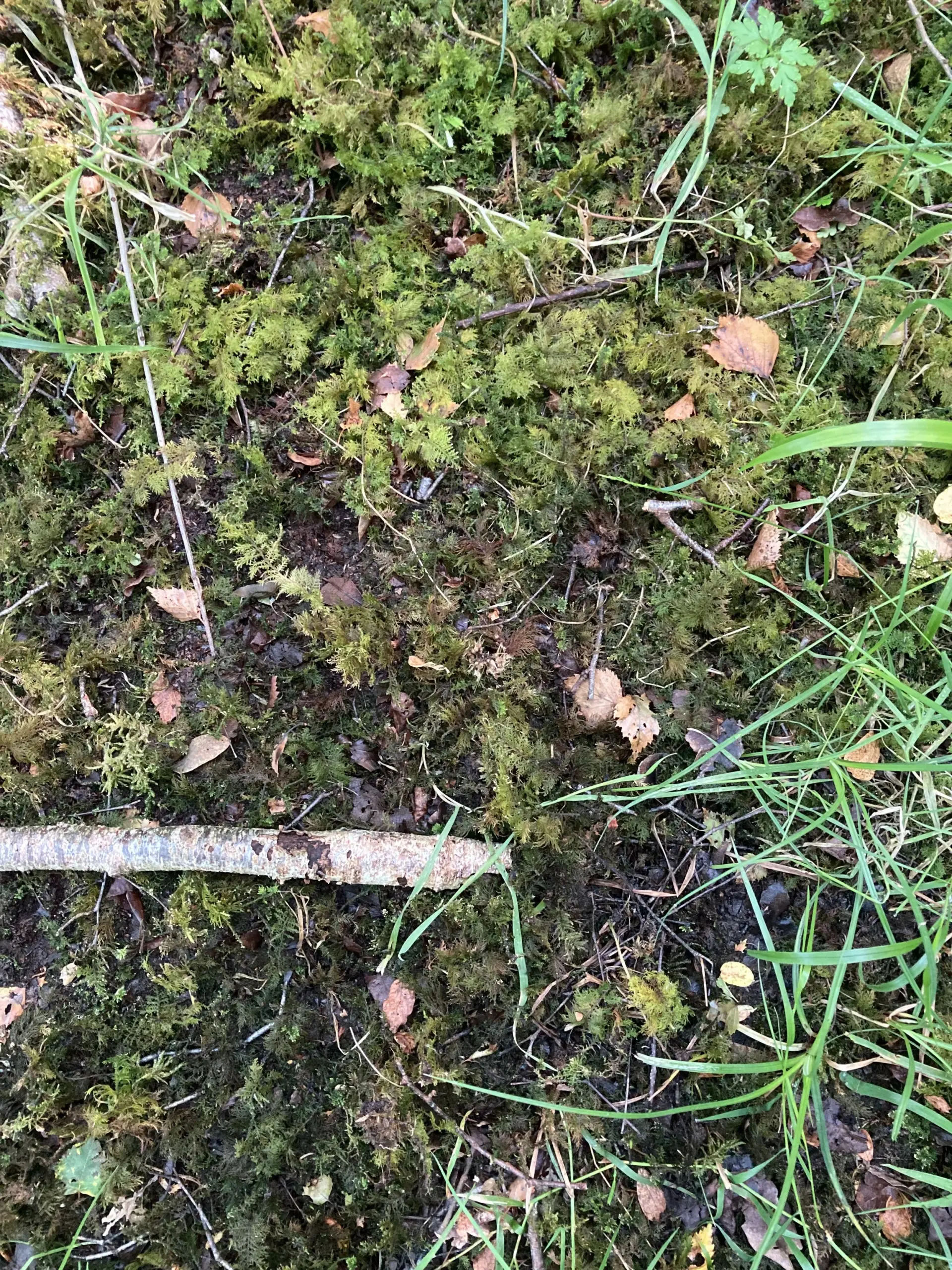 woodland-creation-and-mature-woodland-management-in-oxfordshire-12