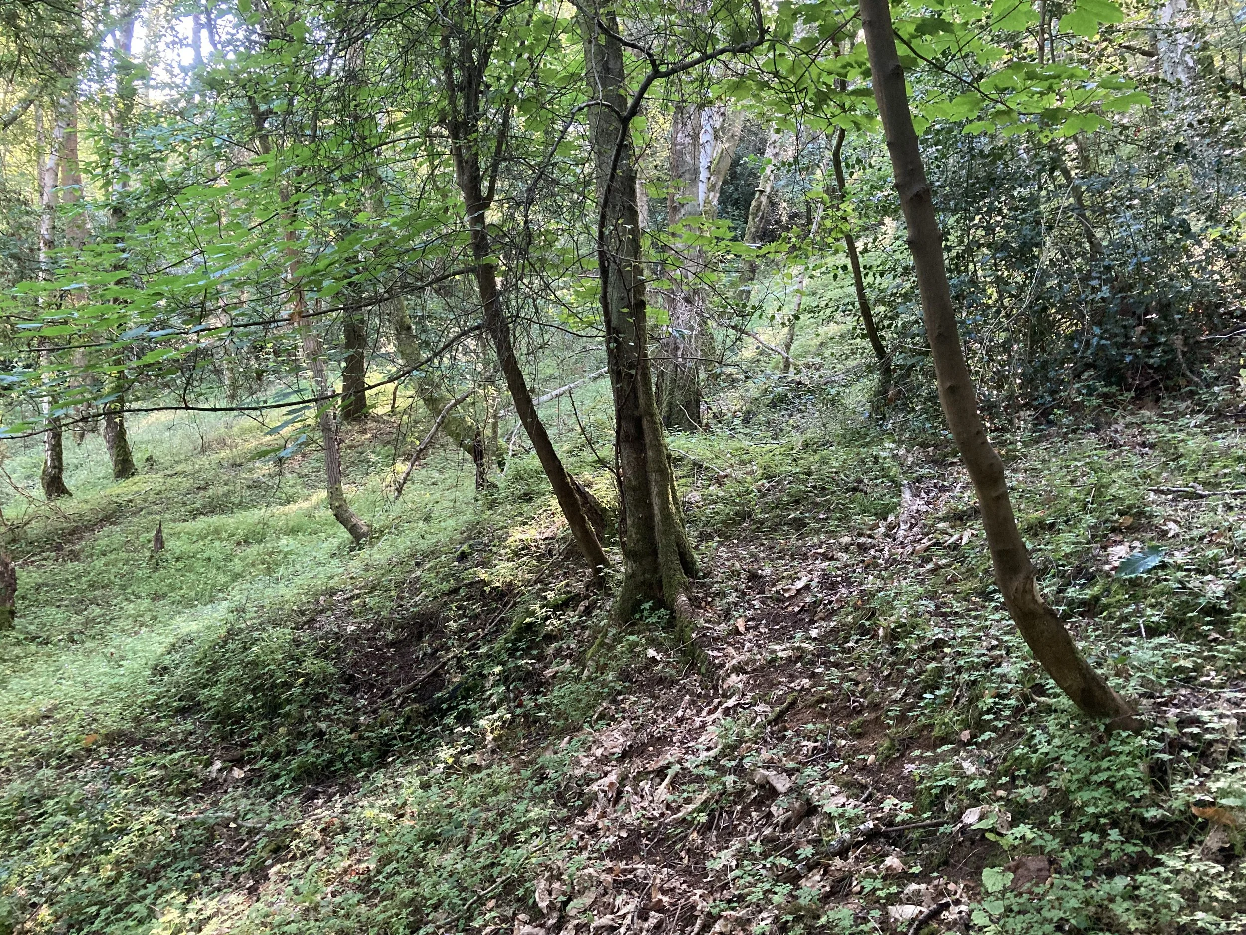 woodland-creation-and-mature-woodland-management-in-oxfordshire-13