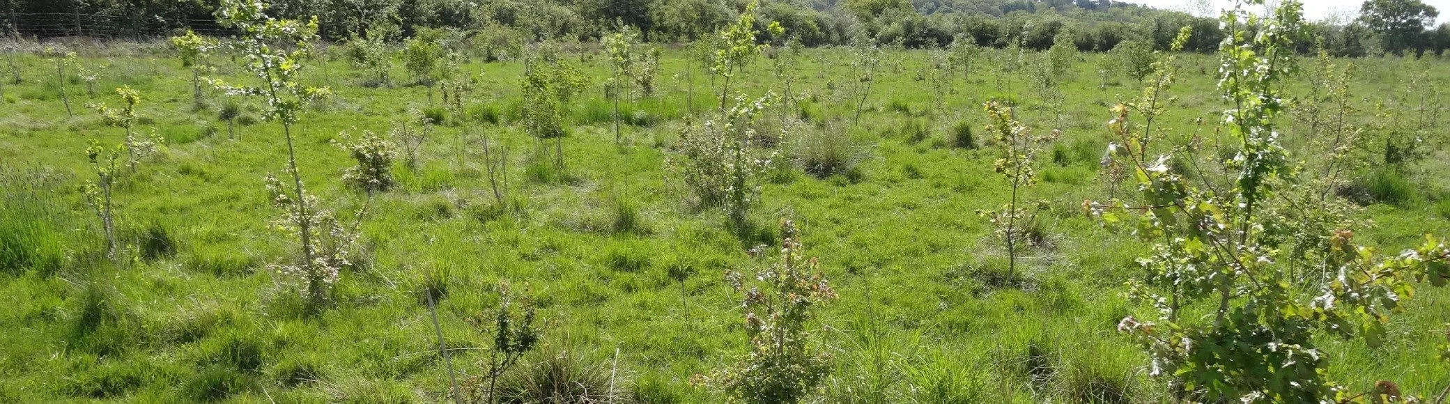 woodland-creation-and-mature-woodland-management-in-oxfordshire-3