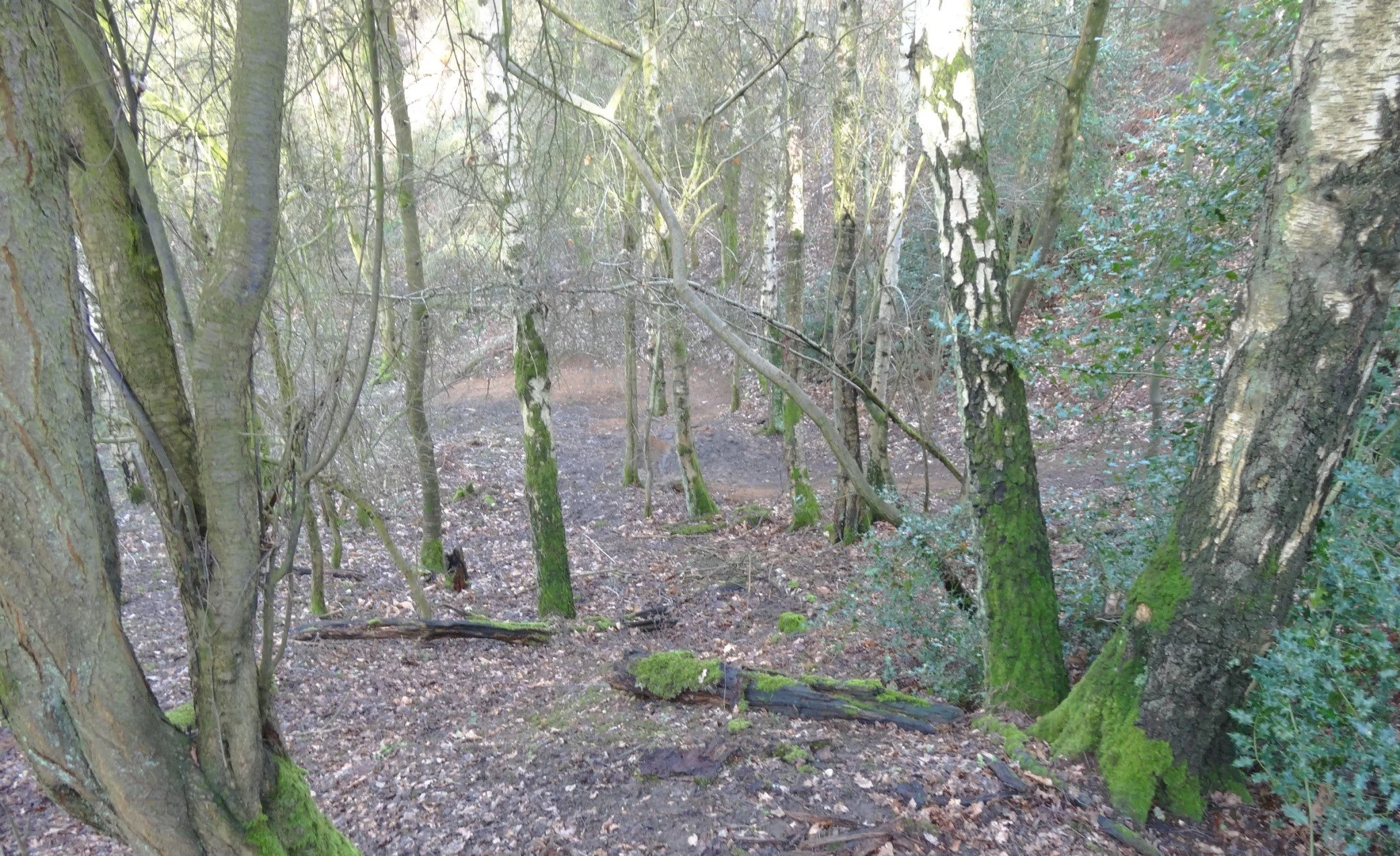 woodland-creation-and-mature-woodland-management-in-oxfordshire-4