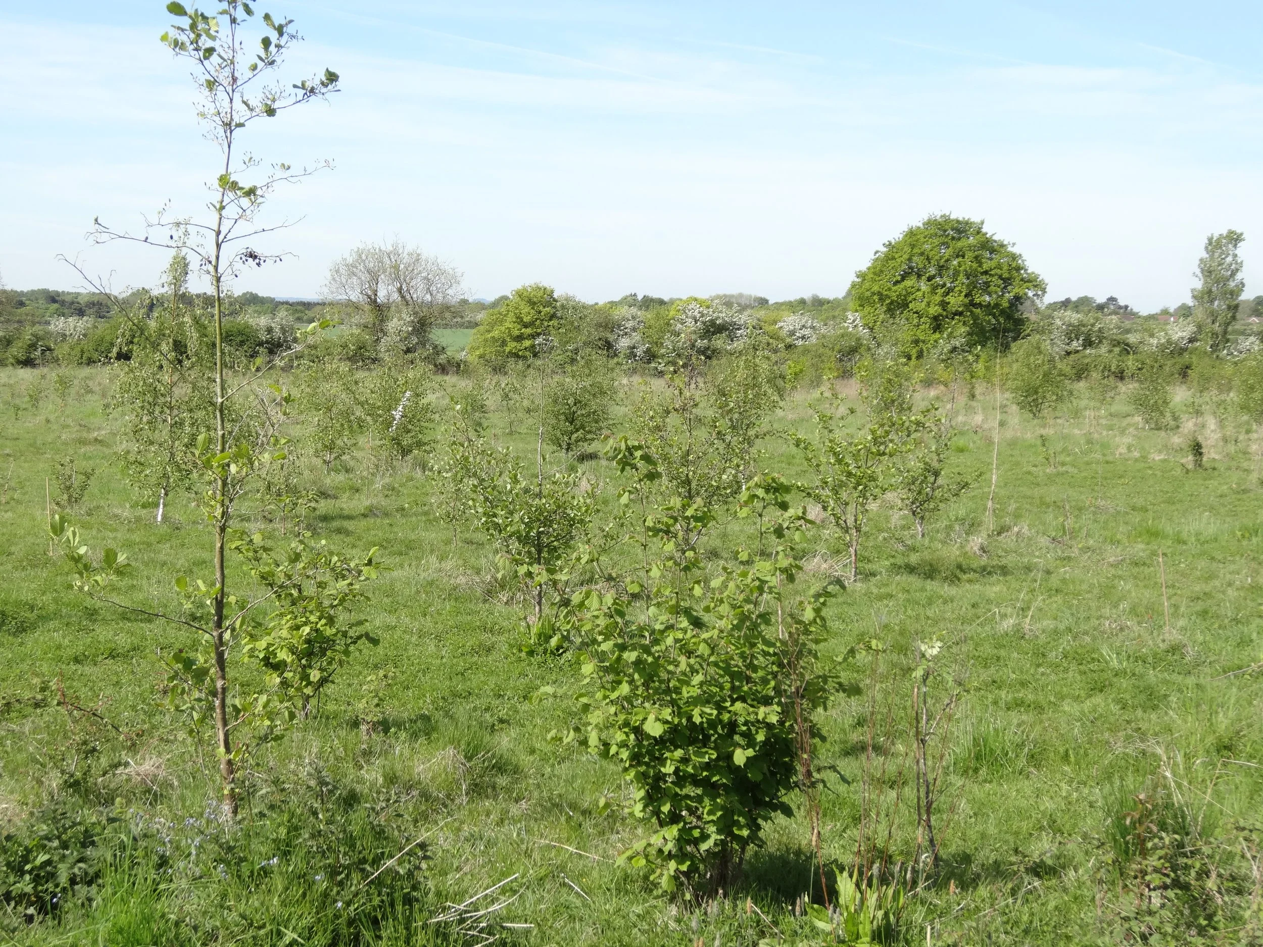 woodland-creation-and-mature-woodland-management-in-oxfordshire-8