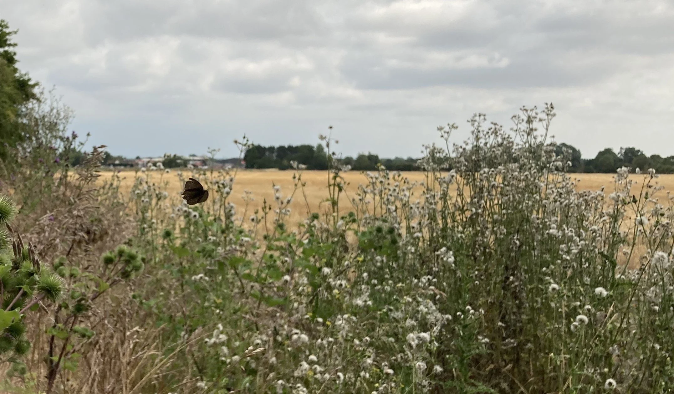 woodland-habitat-creation-in-oxfordshire-1