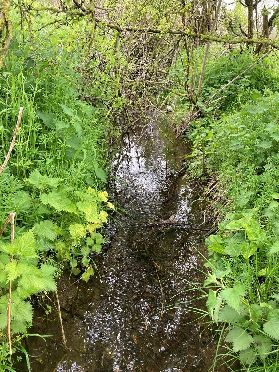 woodland-habitat-creation-in-oxfordshire-5