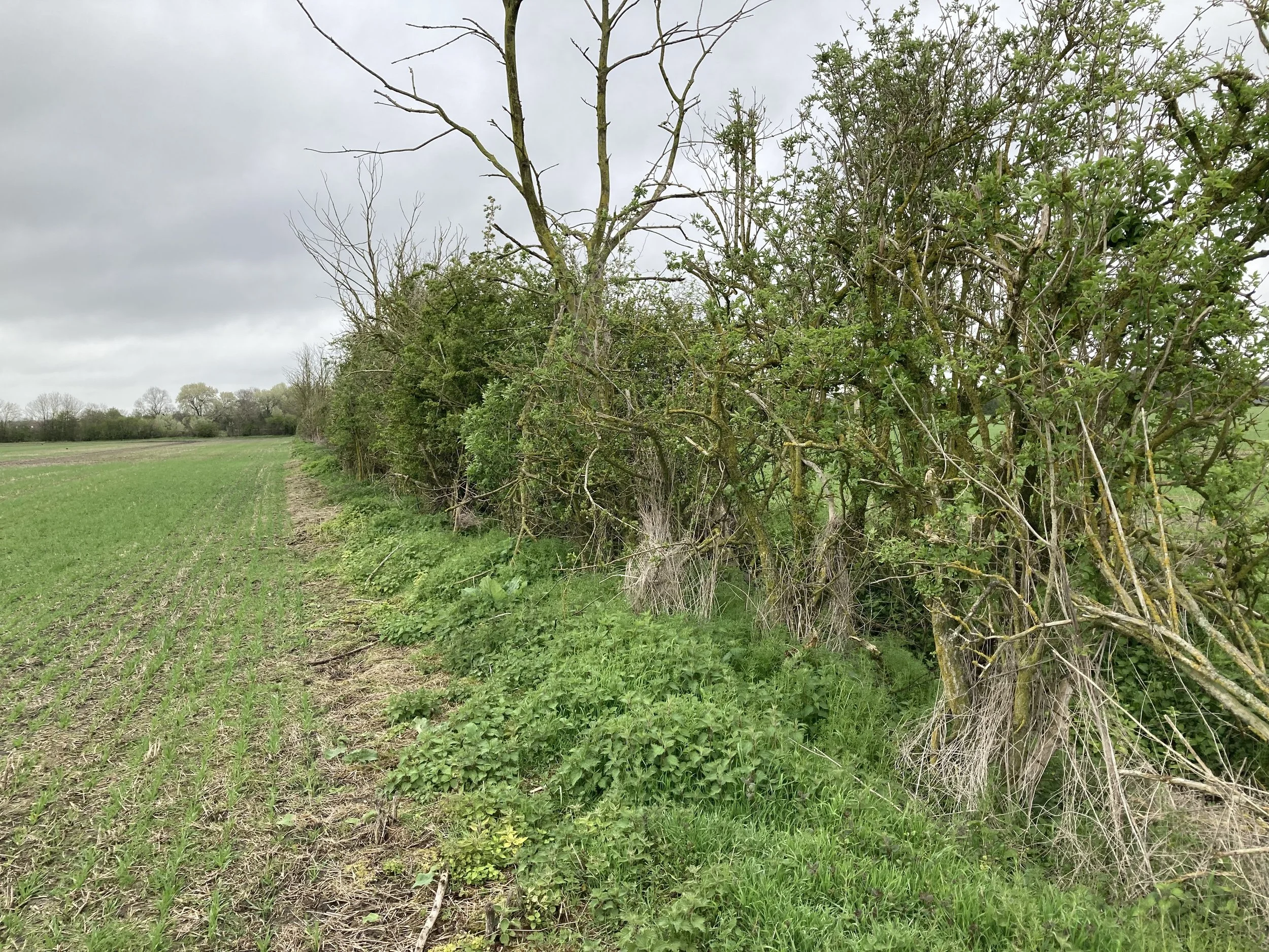 woodland-habitat-creation-in-oxfordshire-6